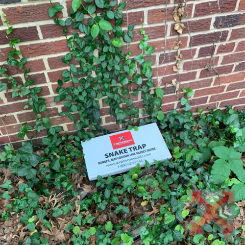 One of Our Snake Traps