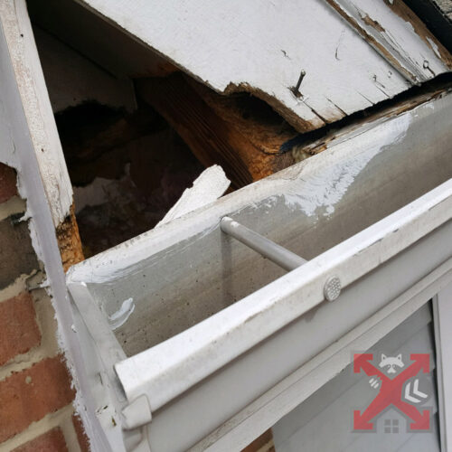 Raccoon Damage Near Shutters
